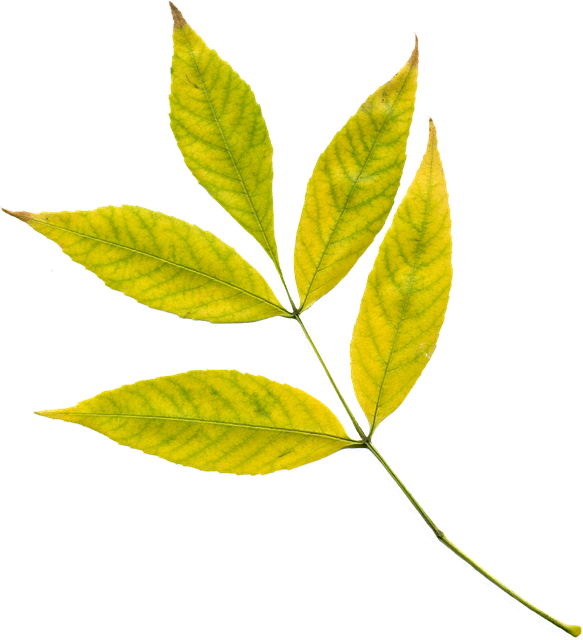 autumn, leaves, yellow leaves, yellow, autumn leaf, plant, nature, clipart, png